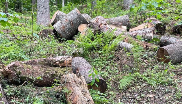 У Карпатському заповіднику незаконно вирубали ліс на ₴22,5 мільйона