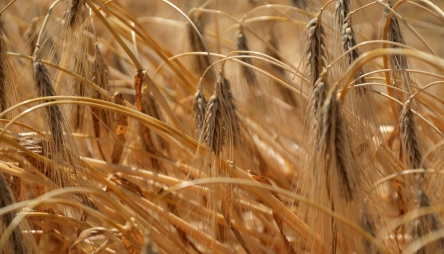 Україна представить сьогодні пропозиції зі стабілізації зернового експорту до ЄС