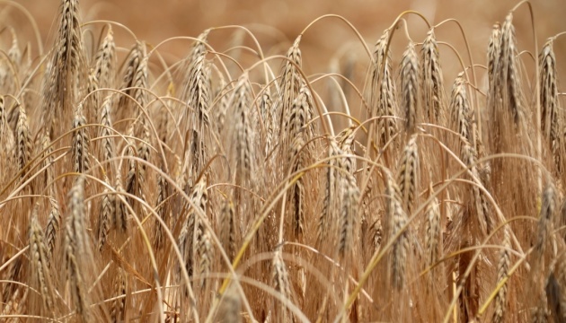 Завдяки погоді врожайність ранніх зернових перевищила рекордний 2021 рік — Нацбанк
