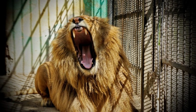 На Полтавщині лев із приватного зоопарку вкусив чоловіка
