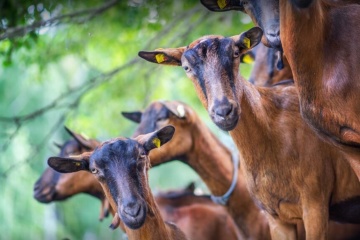 El Líbano abre su mercado para el ganado menor procedente de Ucrania