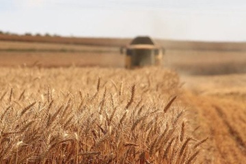 In de-occupied Kherson region, Ukrainian farmers collect 57K t of grain crops so far