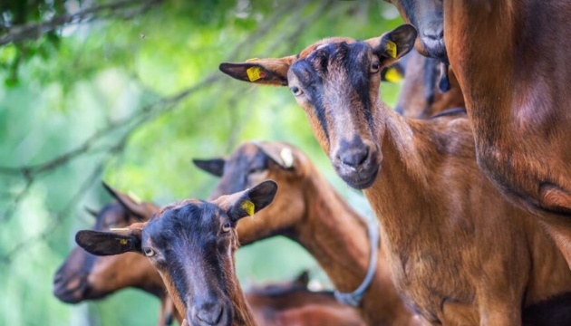 Україна зможе експортувати овець та кіз до Лівану
