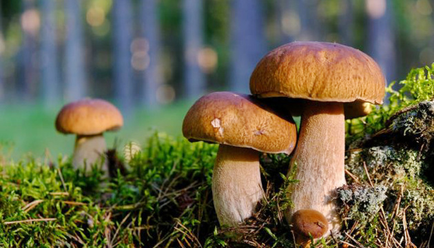Літні гриби
