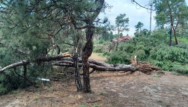 У Миколаєві ранковий буревій зі зливою повалив десятки дерев