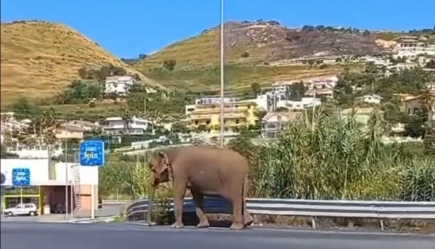 В Італії слон, який втік із цирку, прогулявся містом