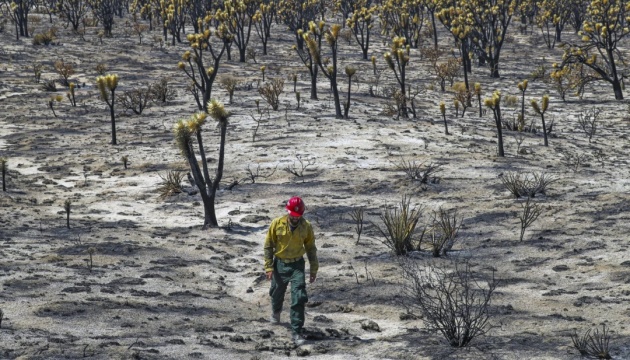 Через пожежу у пустелі Мохаве згоріли мільйони унікальних дерев Джошуа
