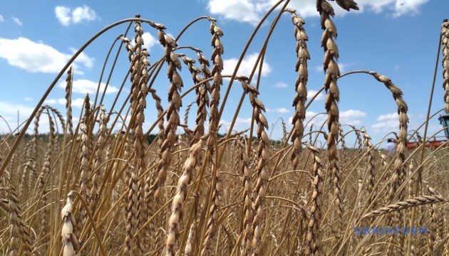 Global food prices rise after Russia's withdrawal from Black Sea grain deal