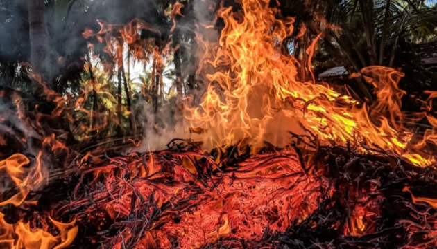 На Гаваях кількість жертв лісових пожеж сягнула 114