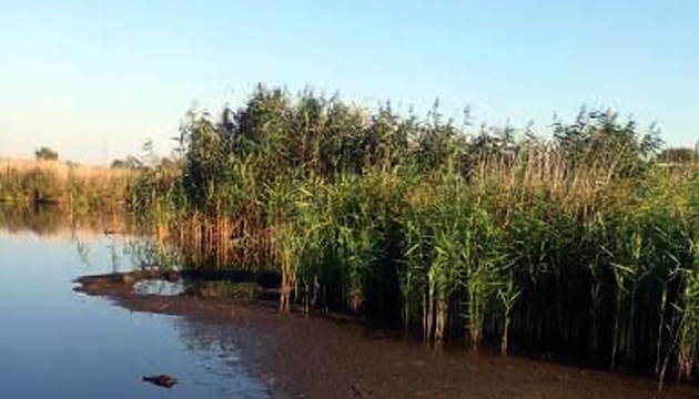 На Полтавщині через забруднення водойми загинули птахи