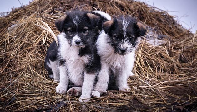 Ініціатива Save Pets of Ukraine за підтримки компанії Kormotech та ГО Інтерньюз-Україна ініціює всеукраїнський конкурс журналістських матеріалів «Країна, дружня до тварин»