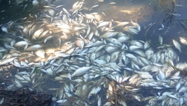 На Вінничинні стався масовий мор риби на Ладижинському водосховищі