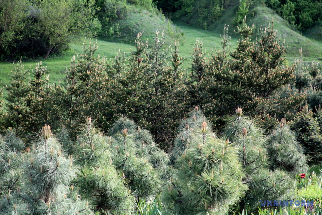 Connecticut Slate Dwarf White Pine