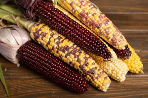 Кукурудза «біколор» – смачна, корисна й патріотична   