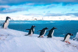 Станцію «Академік Вернадський» заполонили пінгвіни - фото в Telegram-каналі