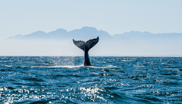 Ісландія поновила вилов китів після тимчасової заборони
