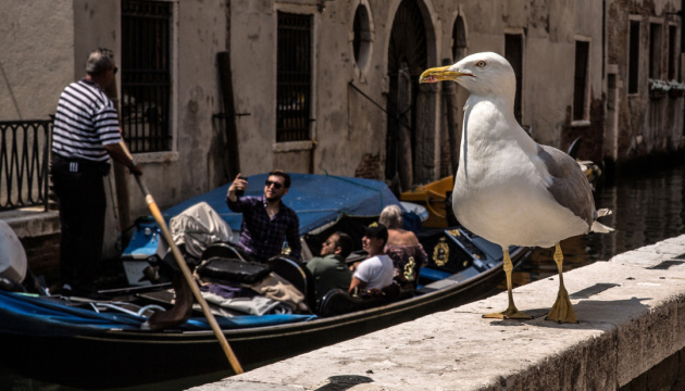 Влада Венеції попередила туристів про агресивних чайок