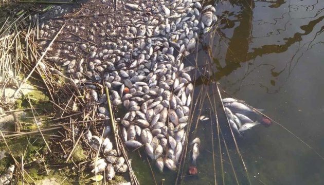 На Житомирщині зафіксували масовий мор риби, збитки - понад 10 мільйонів