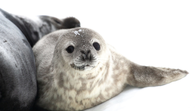 Five seal pups already born outside Ukraine’s Antarctic station