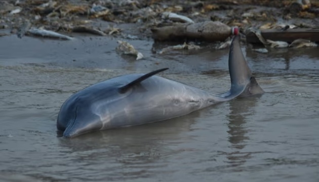 Від спеки у Бразилії загинули понад сто червонокнижних амазонських дельфінів