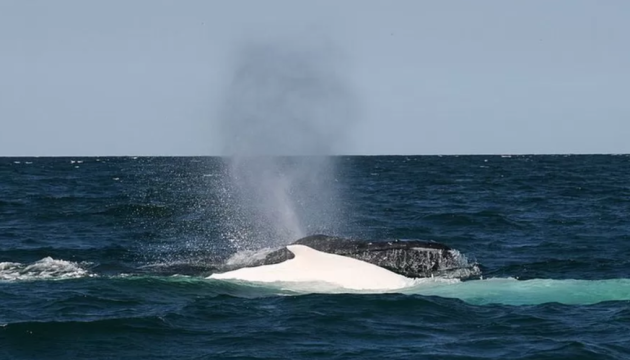 В Австралії кит наскочив на човен з рибалками, один з них загинув