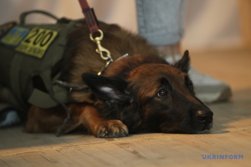 Cinema and dog trainers in Dnipro at the presentation of the film 