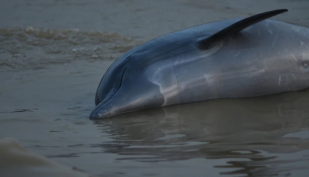 В Амазонії загинули понад 100 дельфінів