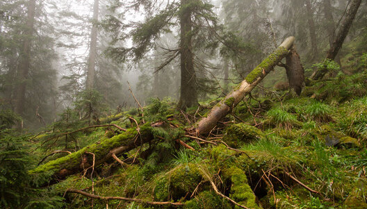 На держпідприємстві «Ліси України» планують створити кадровий резерв