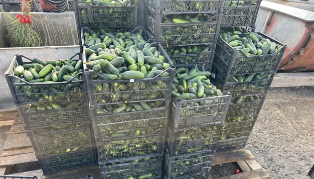 На Миколаївщині збирають другий урожай овочів, вперше вирощених під час експерименту