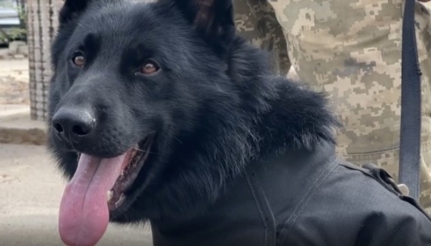 У Польщі розпочалися курси з передачі ЗСУ пошукових собак для розмінування