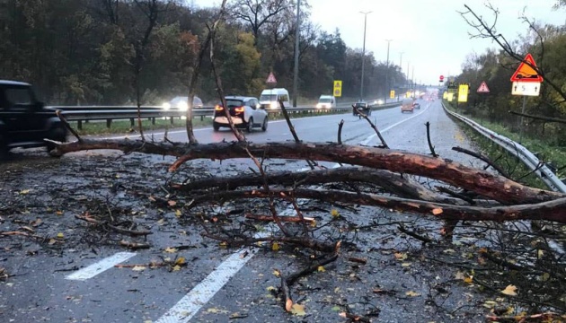 На Брест-Литовському шосе впало дерево, рух в напрямку Києва ускладнений - патрульні