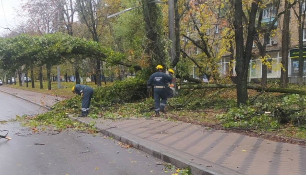 У Києві виявили понад пів тисячі повалених або пошкоджених дерев