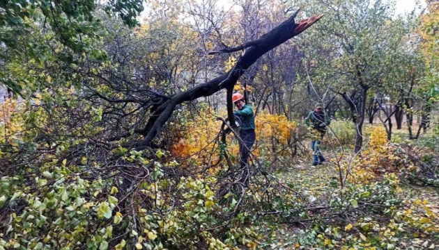 У Харкові через падіння дерева постраждали троє людей