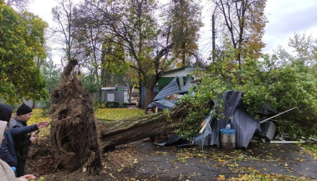 Буревій у Києві повалив та пошкодив понад 780 дерев - КМДА