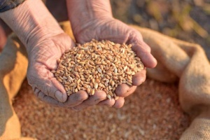 Ukraine already exports 46.7M tonnes of grain, leguminous crops