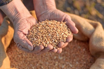 Ukrainian farmers harvest 75.7M t of grains, oilseeds