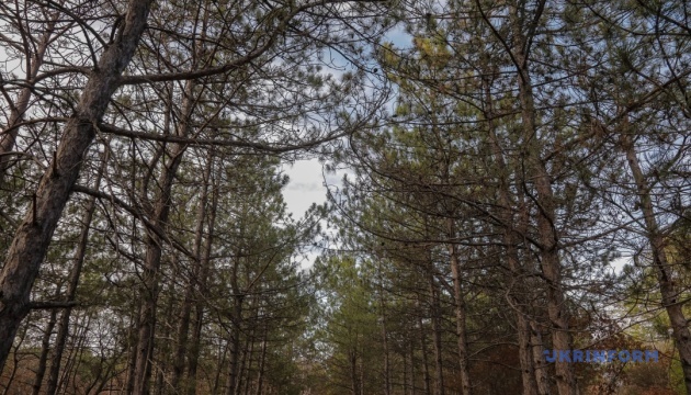 На Вінниччині викрили «лісову» схему - посадовці отримували до ₴50 мільйонів на рік