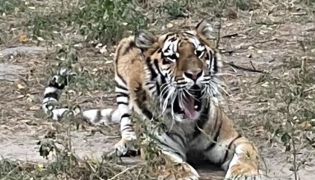 Через ранкові вибухи в столичному Центрі порятунку тварин постраждала тигриця