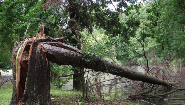 У Миколаєві вітер повалив понад 40 дерев