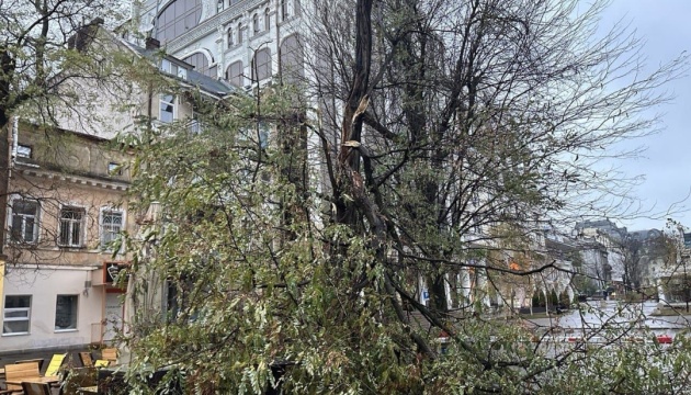 В Одесі вирує негода, у місті десятки повалених дерев