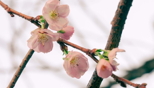 У Мукачеві зафіксували грудневе цвітіння «шаленої» сакури