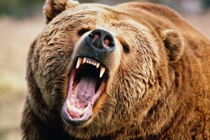 У Японії зафіксували рекордну кількість нападів ведмедів на людей