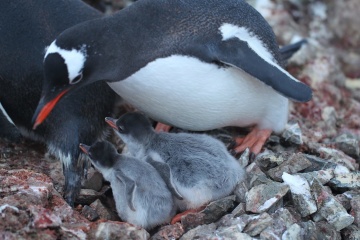 Nacen los pollos de pingüinos cerca de la estación Akademik Vernadsky