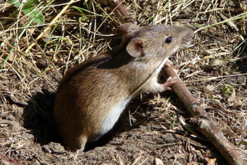 Inteligencia británica: Tropas ucranianas y rusas sufren niveles excepcionales de infestación de ratas y ratones