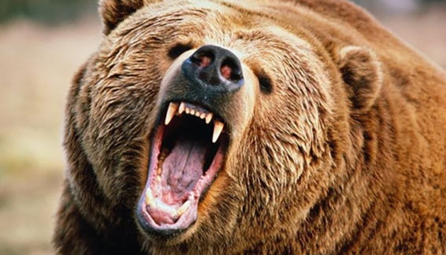 У Японії зафіксували рекордну кількість нападів ведмедів на людей