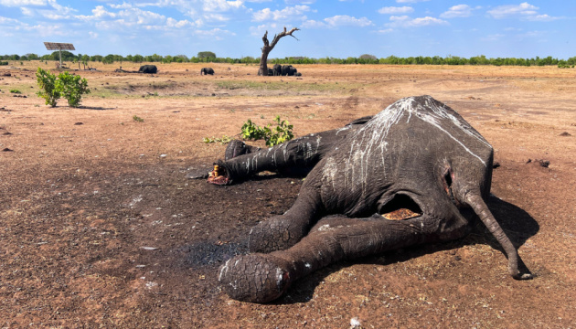 У Зімбабве через посуху загинули 100 слонів