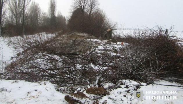 На Київщині зловмисники зрізали дерев на майже ₴2,5 мільона