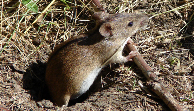 Inteligencia británica: Tropas ucranianas y rusas sufren niveles excepcionales de infestación de ratas y ratones