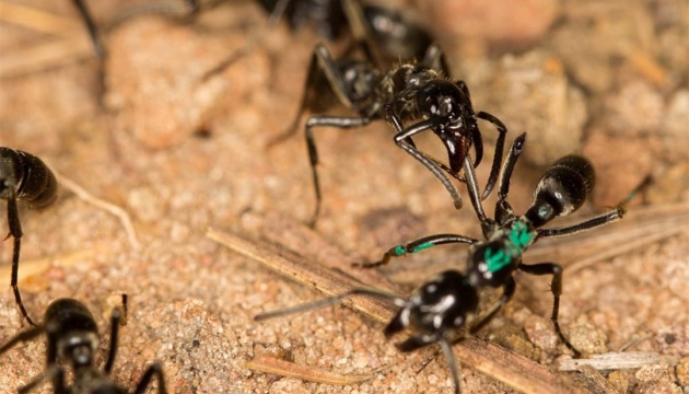 Африканські мурахи виробляють антибіотики для лікування своїх сородичів  