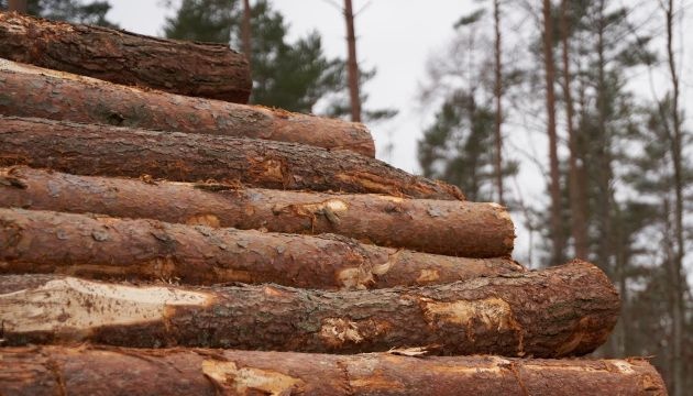 За 6 місяців на УЕБ реалізовано необробленої деревини породи сосна на понад 1 млрд 340 млн грн